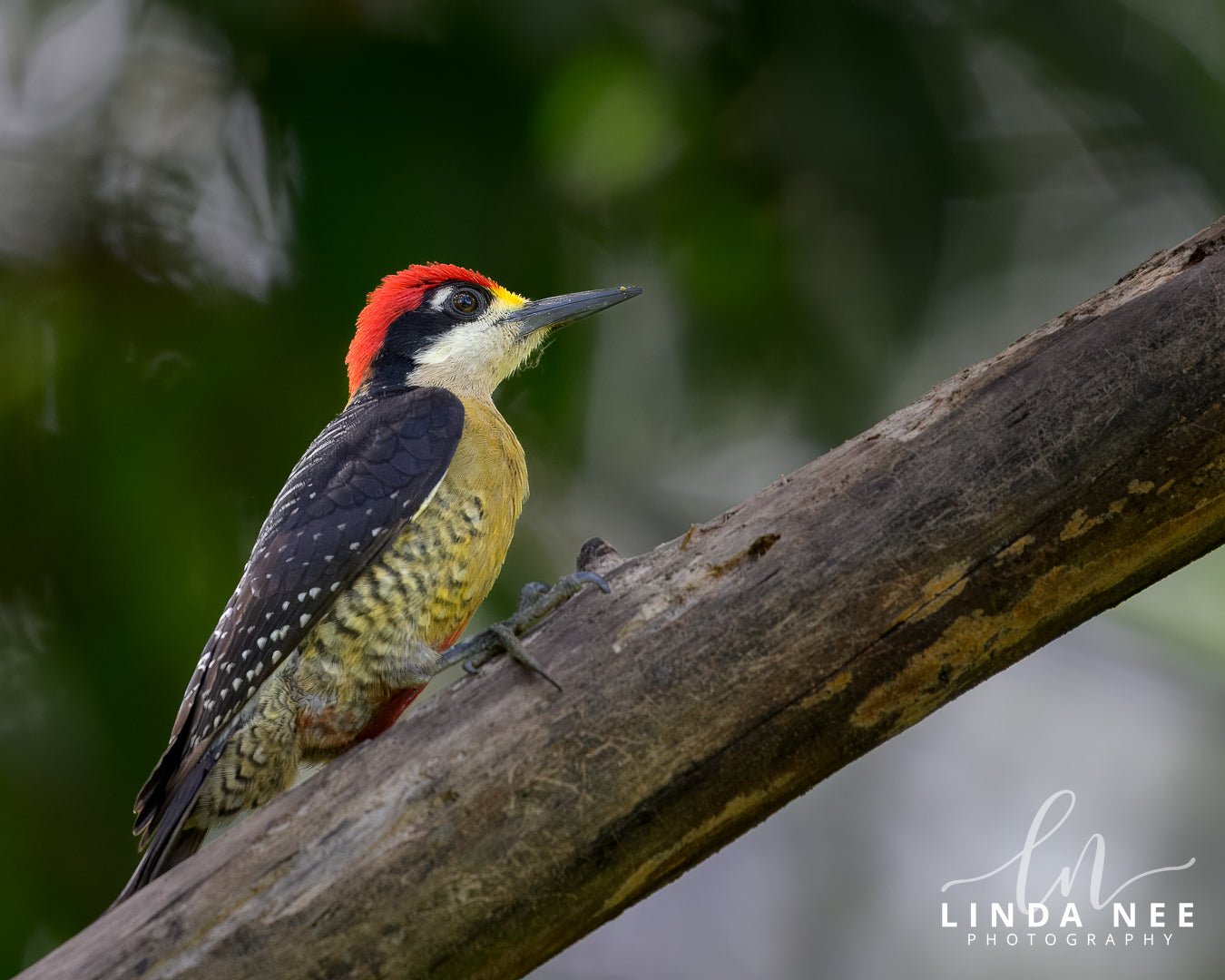 Black - cheeked Woodpecker