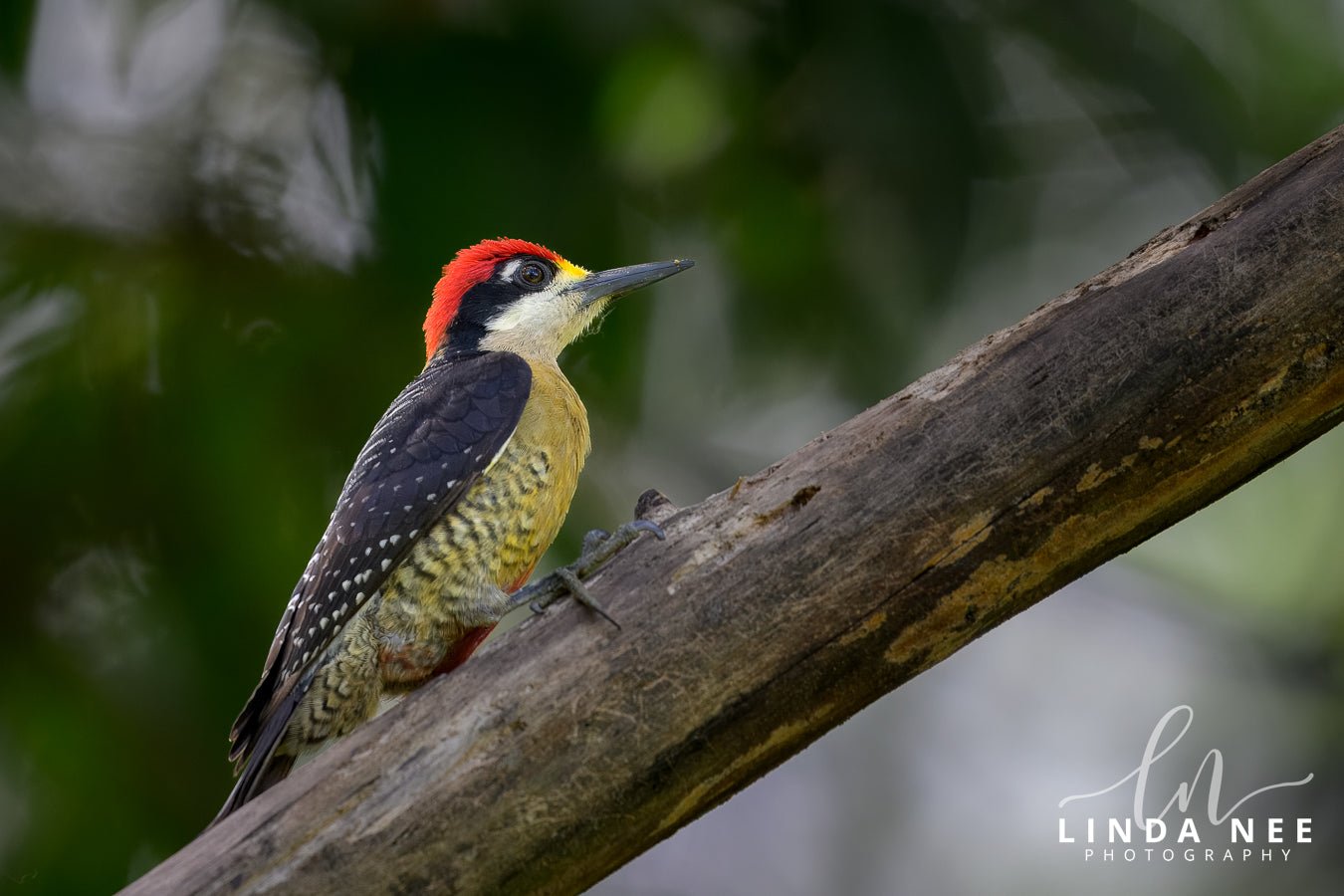 Black - cheeked Woodpecker