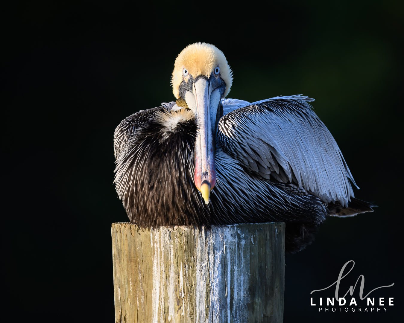 Brown Pelican on Post