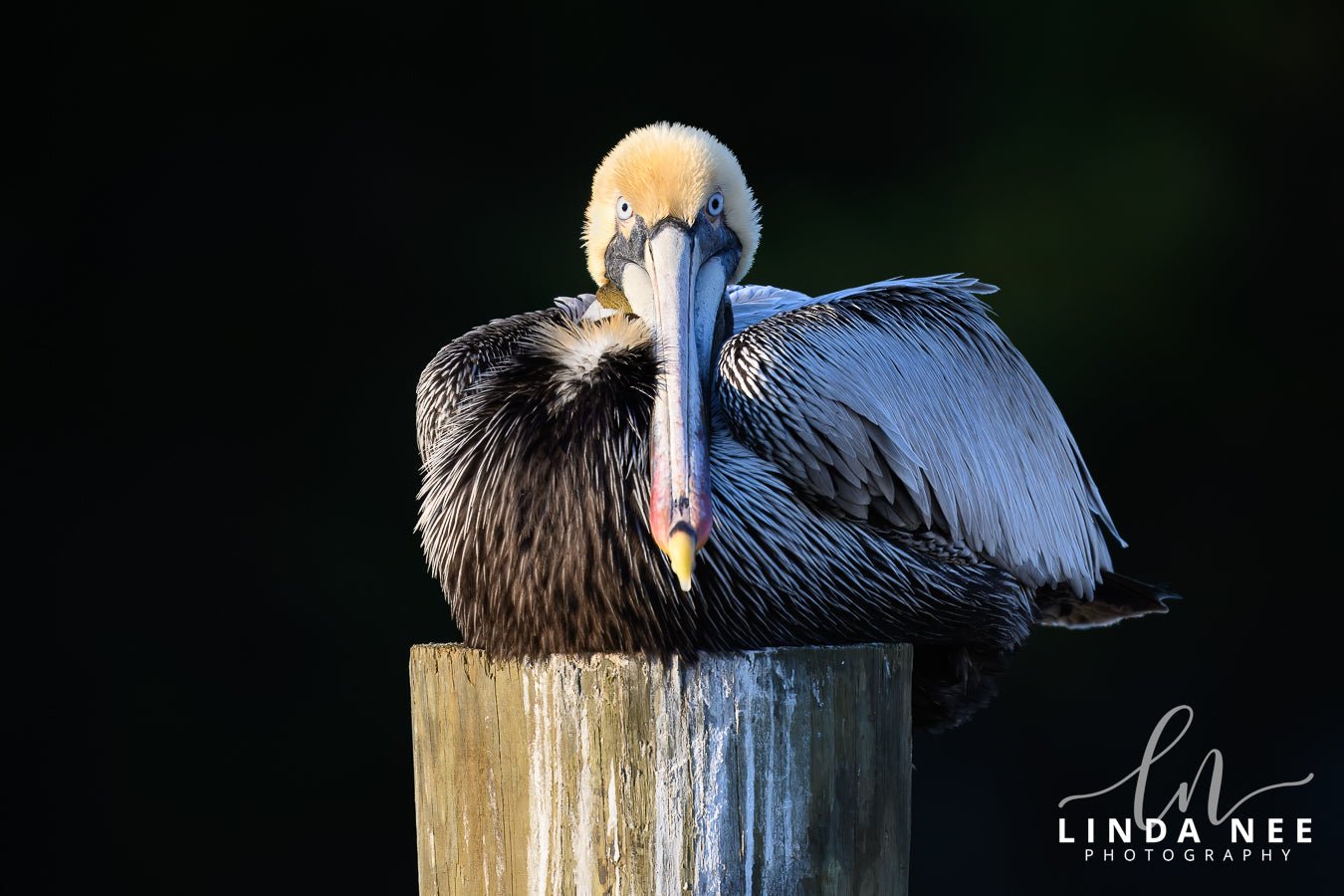 Brown Pelican on Post