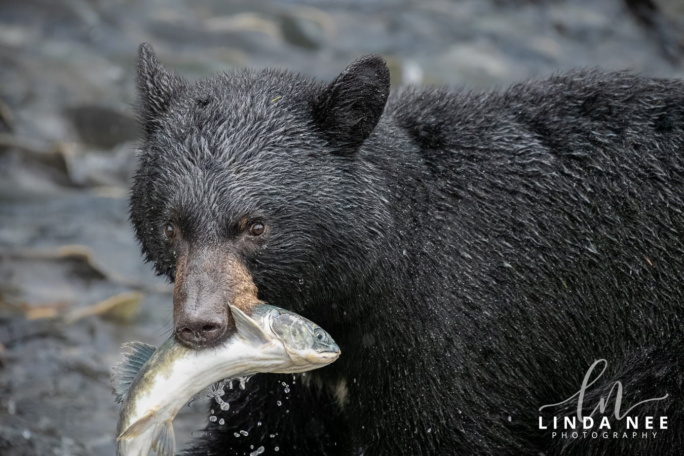 Caviar, it's what's for Dinner