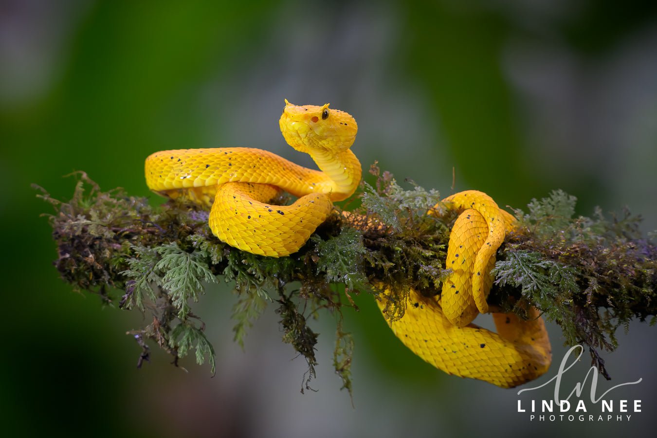 Central American Eyelash - Viperphcostarica