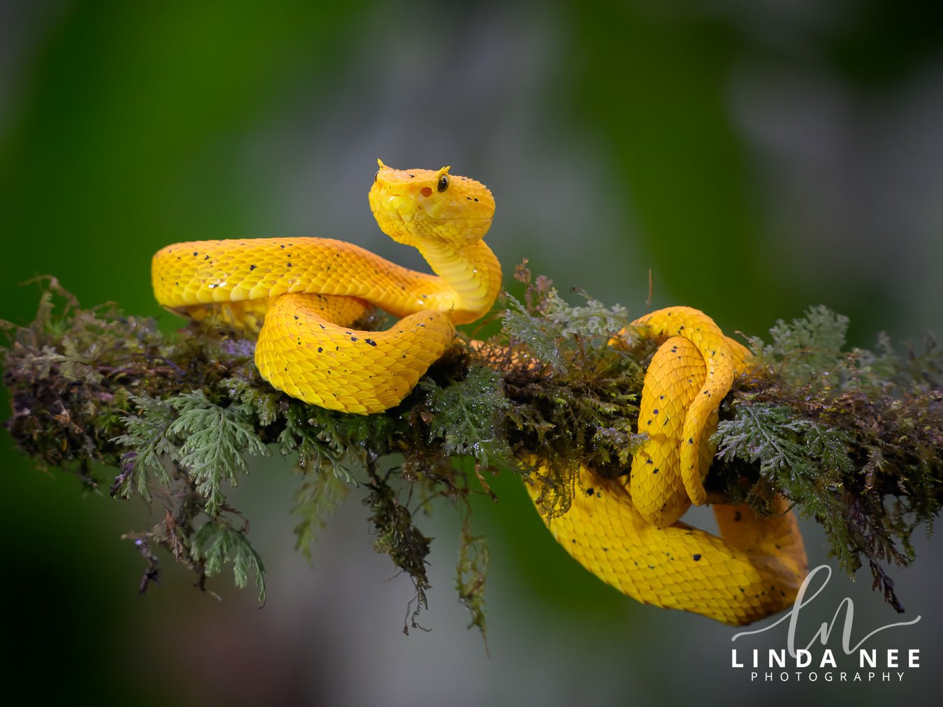 Central American Eyelash - Viper