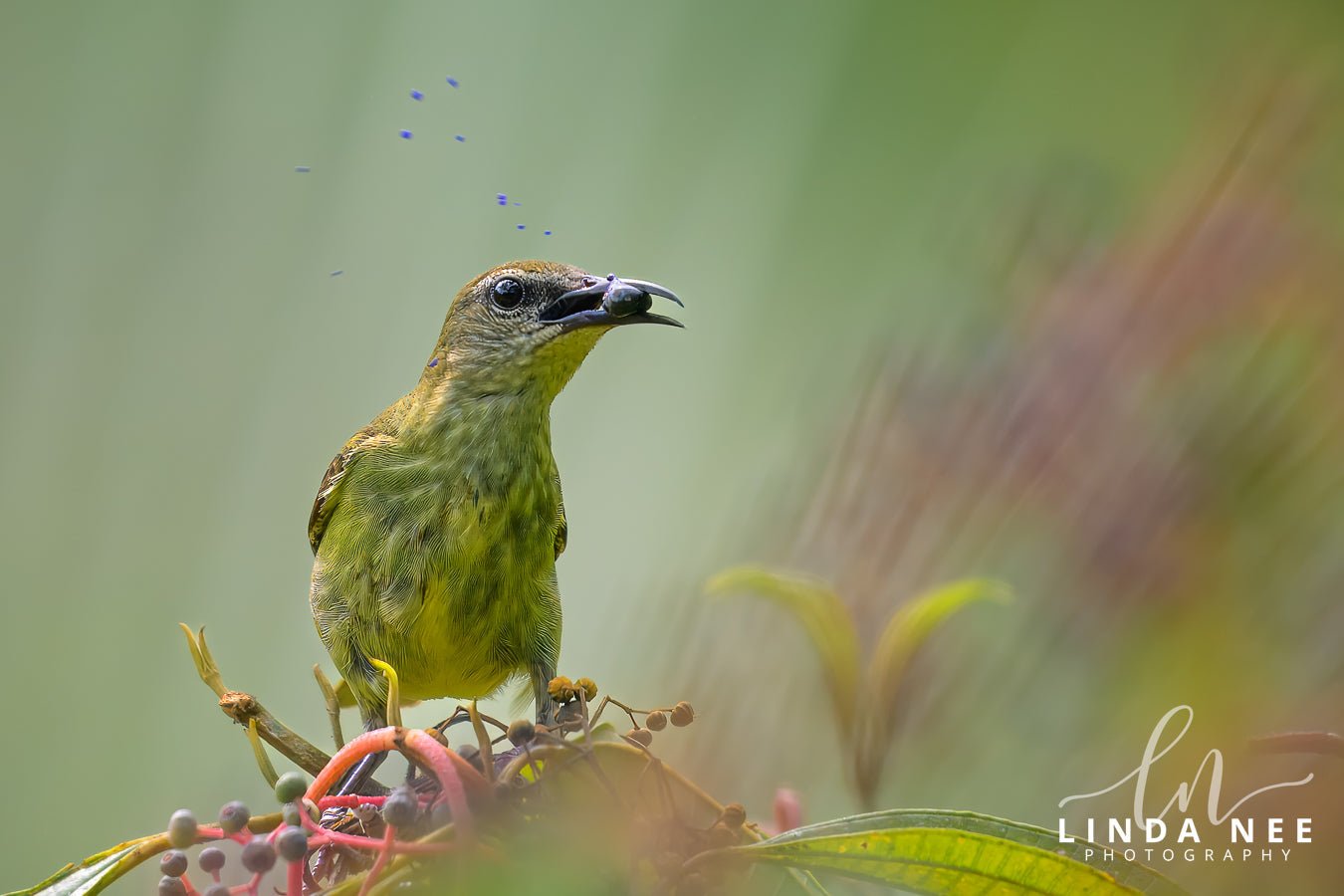 Juicy Fruit Red - legged Honeycreeper