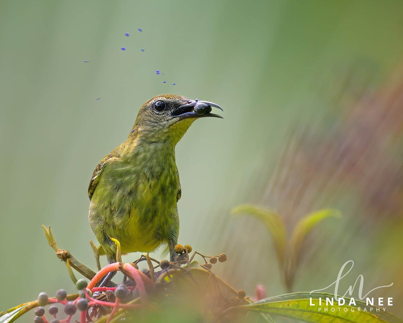 Juicy Fruit Red - legged Honeycreeper