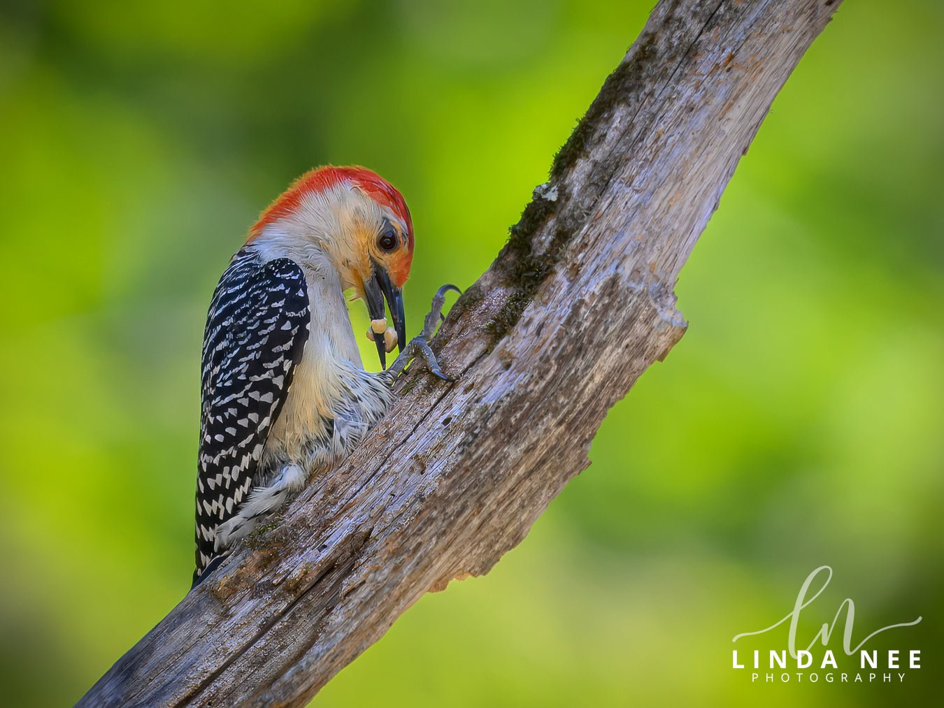 Red - bellied Woodpecker