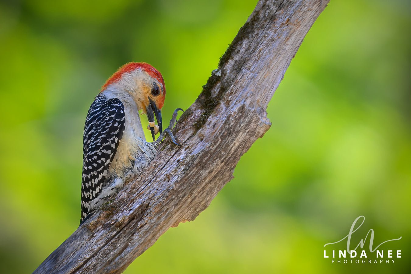 Red - bellied Woodpecker