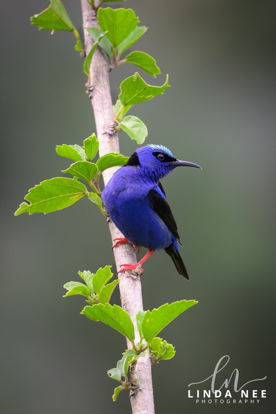 Red - legged Honeycreeper on Branch