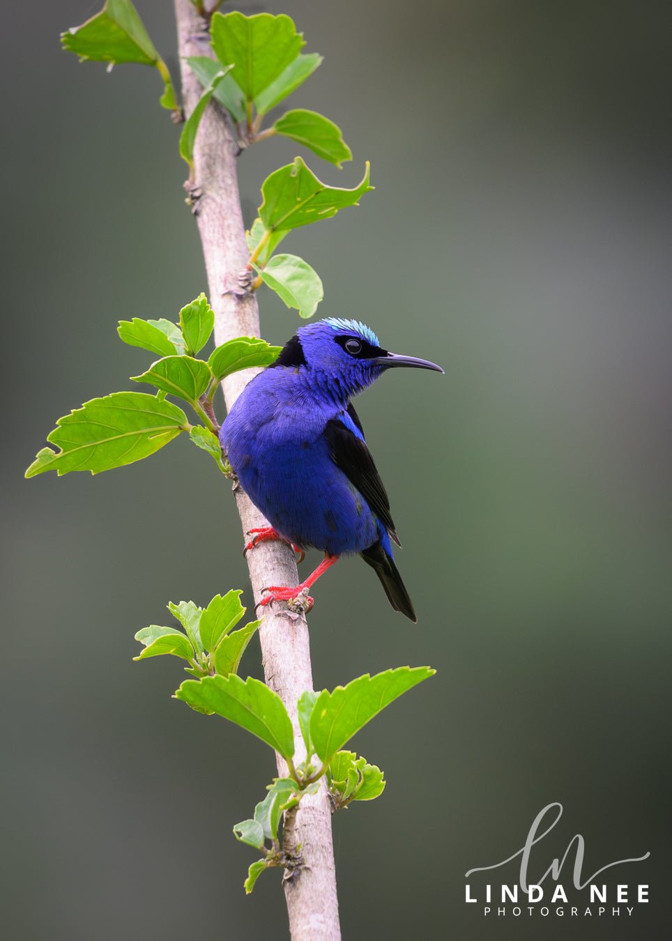 Red - legged Honeycreeper on Branch