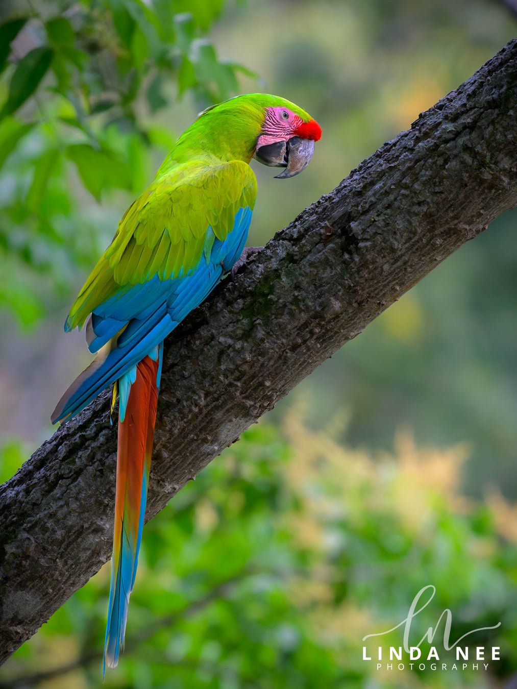 The Great Green Macaw