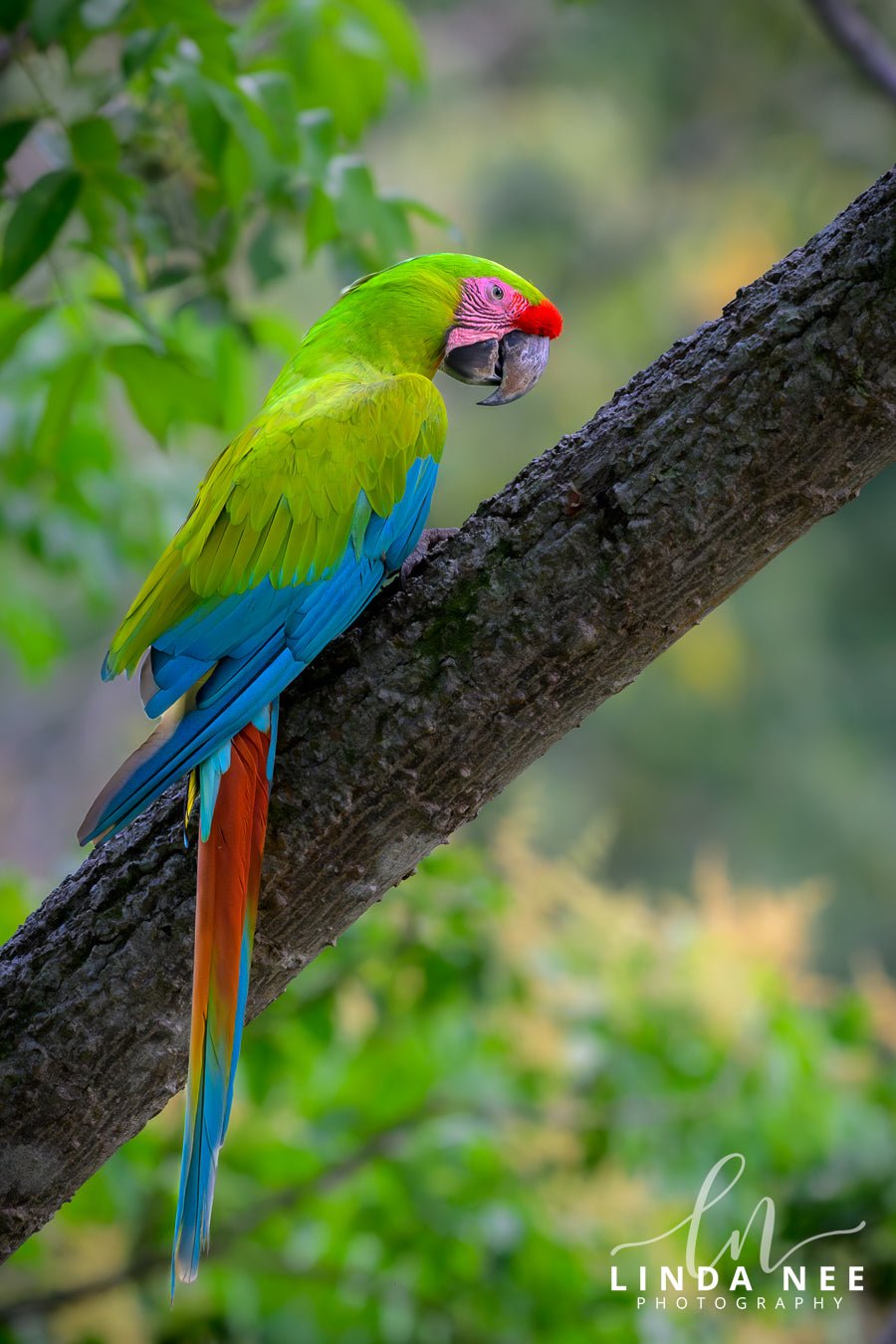 The Great Green Macaw