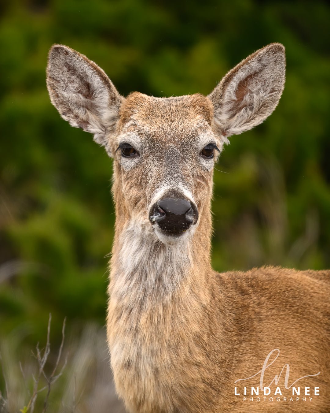 White - tailed Deer