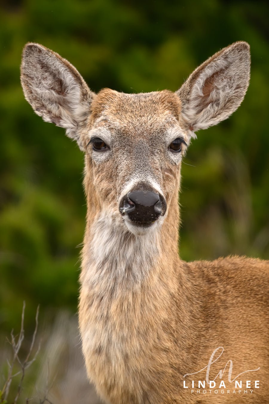 White - tailed Deer